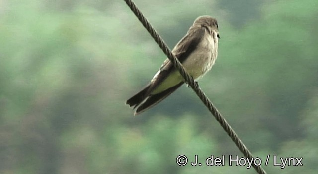 Golondrina Gorjirrufa - ML201198111