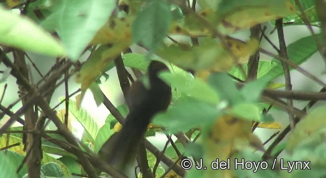 Slaty Spinetail - ML201198121