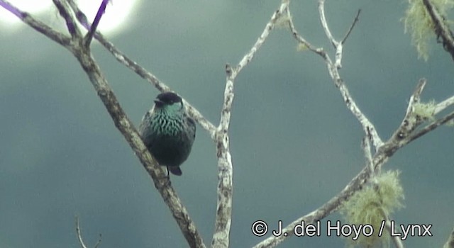 Black-capped Tanager - ML201198141