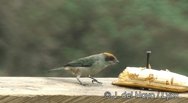 Scrub Tanager - ML201198151