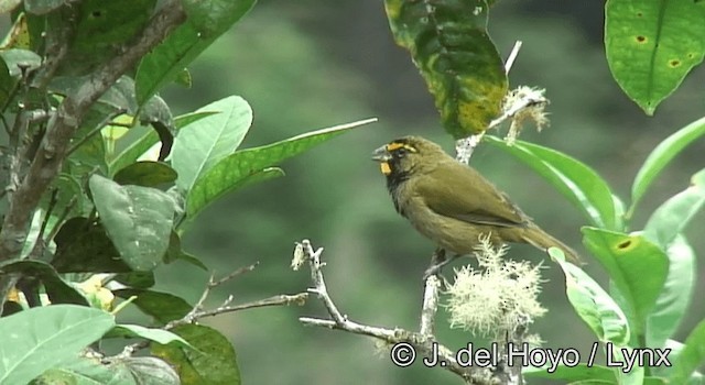 Yellow-faced Grassquit - ML201198211