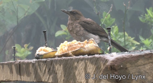 Black-billed Thrush (Drab) - ML201198231