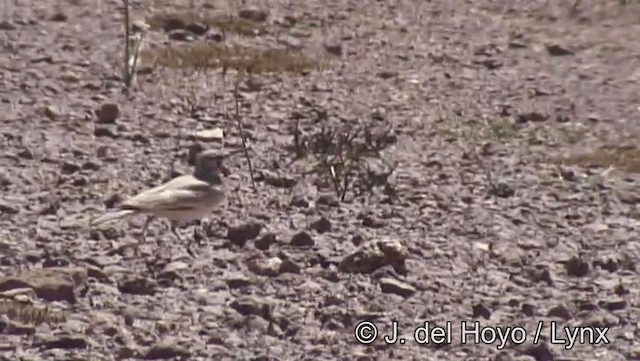 Greater Hoopoe-Lark (Mainland) - ML201198391