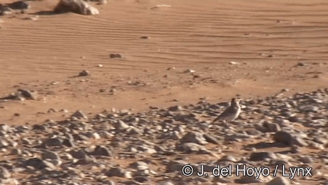 Greater Hoopoe-Lark (Mainland) - ML201198401