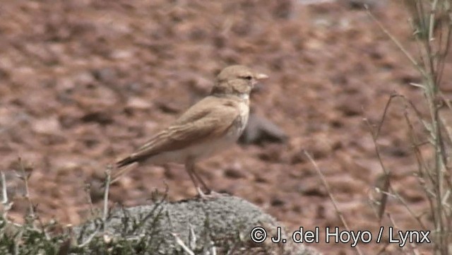 Bar-tailed Lark - ML201198421