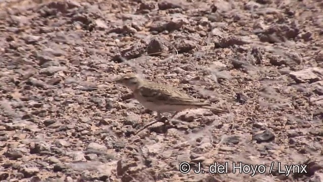 Greater Short-toed Lark - ML201198491