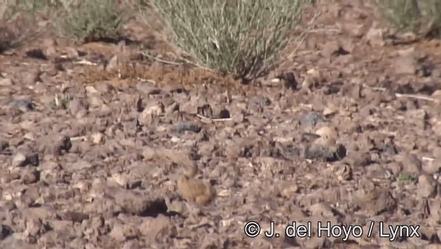 Cream-colored Courser - ML201198521