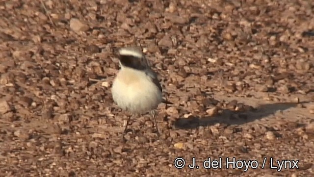 Atlas Wheatear - ML201198581