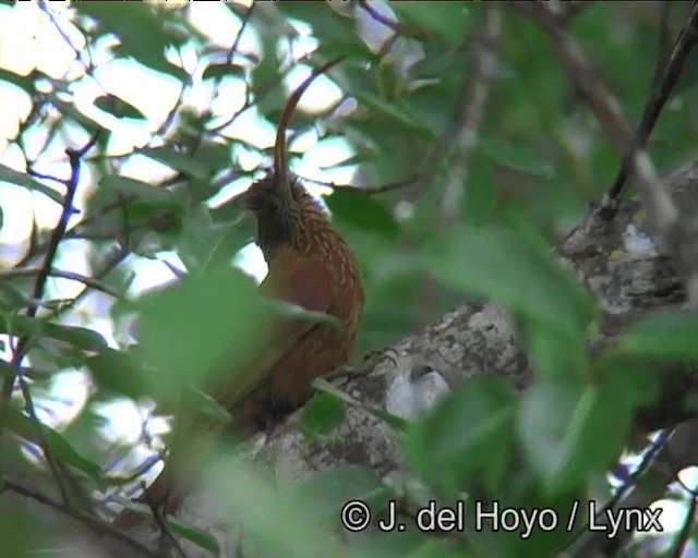 Red-billed Scythebill - ML201198771