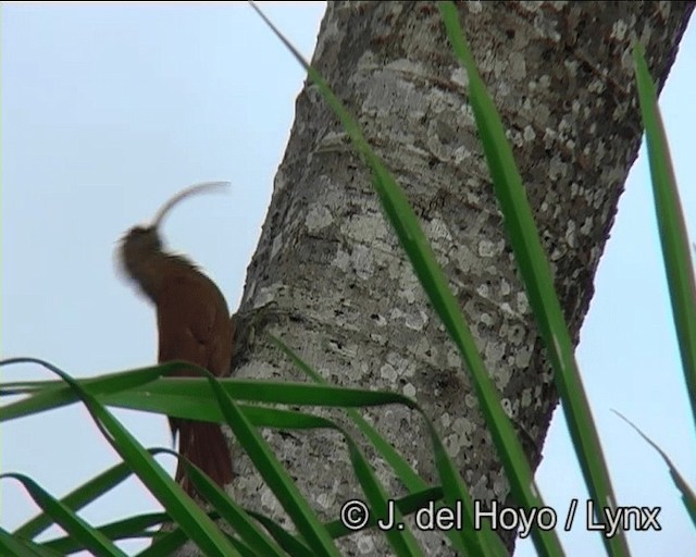 Red-billed Scythebill - ML201198781