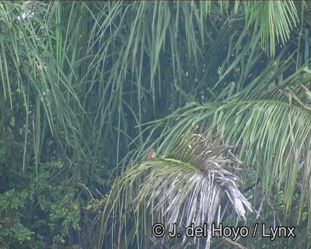 Rufous Casiornis - ML201198821