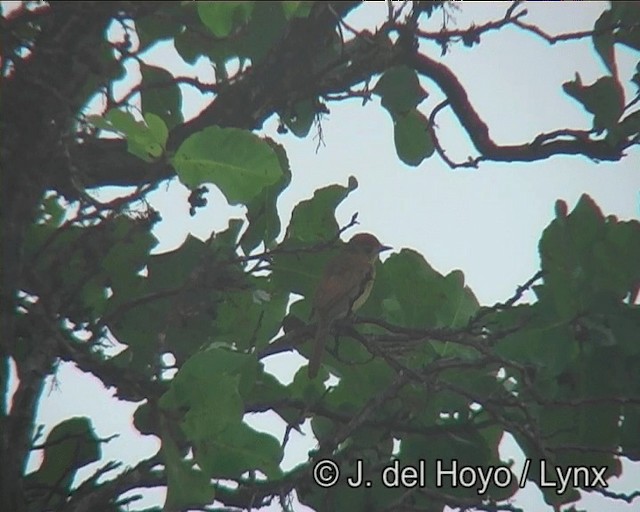 Rufous Casiornis - ML201198831