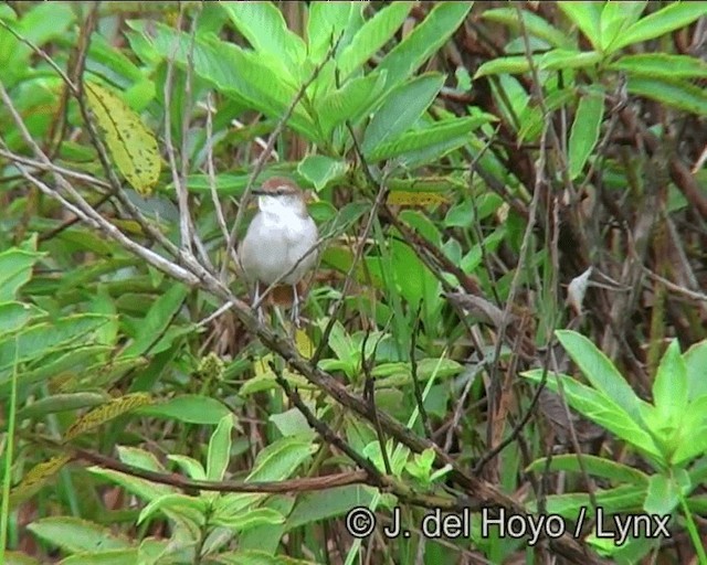 Yellow-chinned Spinetail - ML201198891