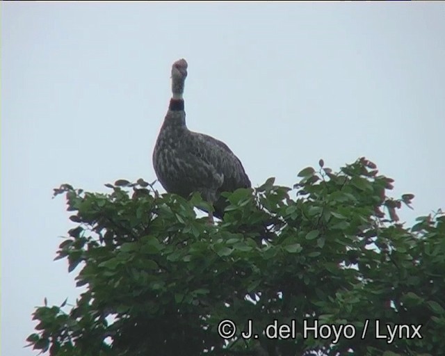 Southern Screamer - ML201198941