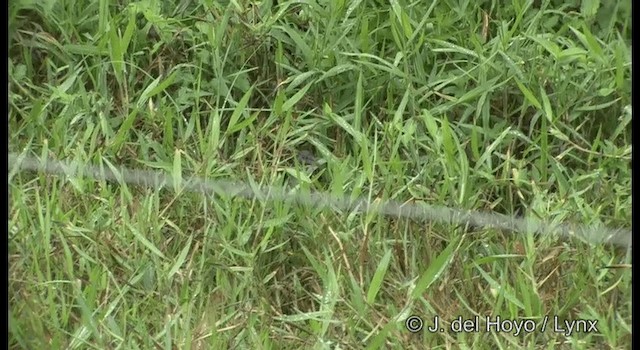 Ash-throated Crake - ML201198971