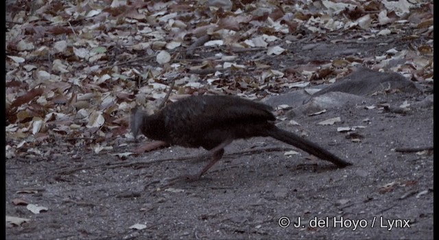 White-browed Guan - ML201198991