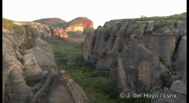 rorýs brazilský - ML201199071