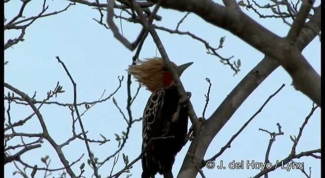 Ochre-backed Woodpecker - ML201199091