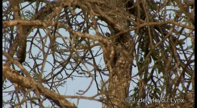 Ochre-backed Woodpecker - ML201199141