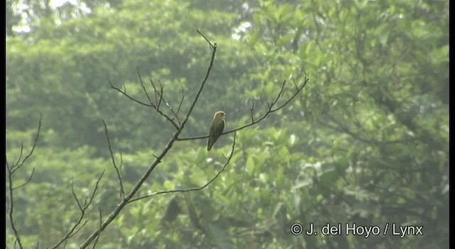 Asian Emerald Cuckoo - ML201199211