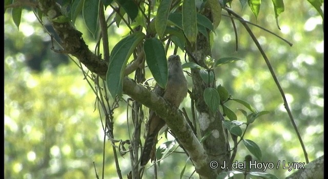 Plaintive Cuckoo - ML201199241