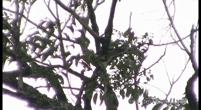 Large Cuckooshrike (Large) - ML201199271