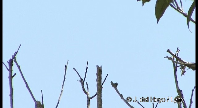 Ferruginous Flycatcher - ML201199361