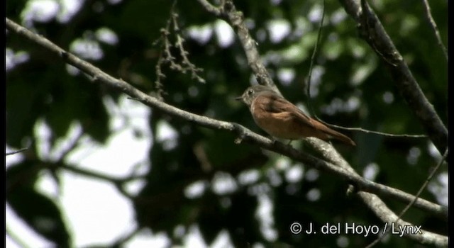 Gobemouche ferrugineux - ML201199371