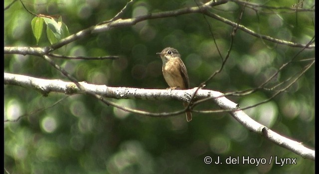 Ferruginous Flycatcher - ML201199381