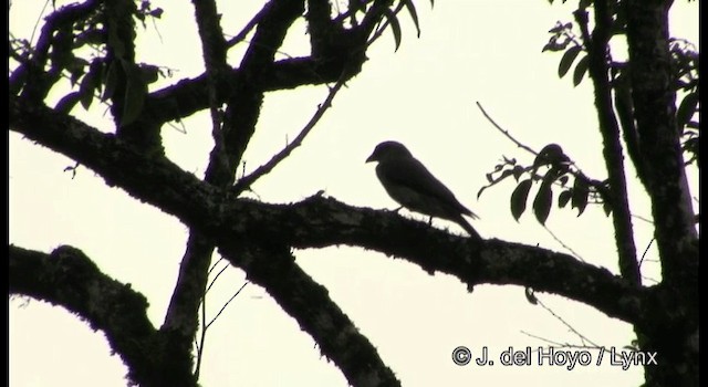 Large Cuckooshrike (Large) - ML201199391