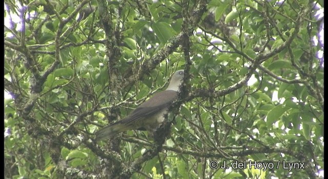 Mountain Imperial-Pigeon - ML201199441