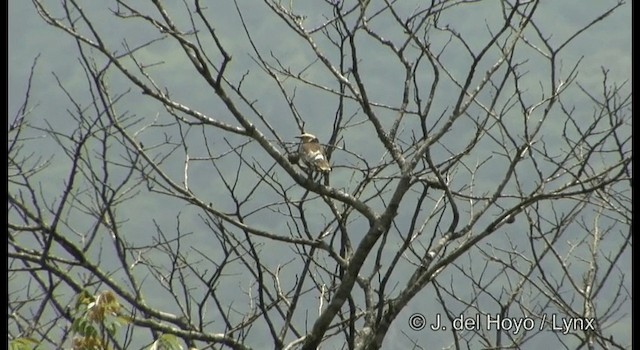 黑領椋鳥 - ML201199471