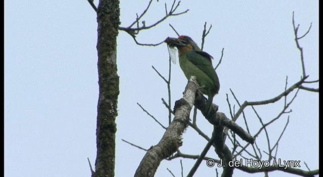 Necklaced Barbet - ML201199491