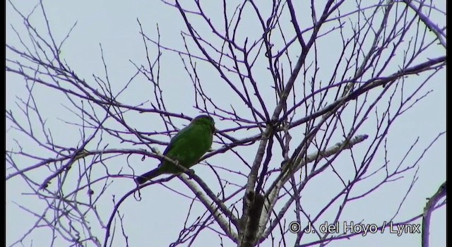 barbet vietnamský - ML201199511