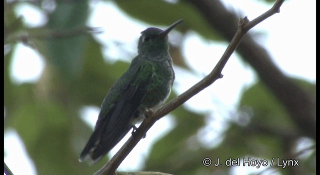 kolibřík pestrý [skupina versicolor] - ML201199581