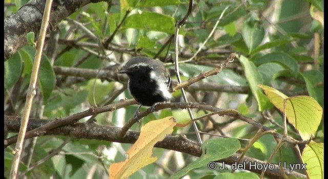 Grisin de Cayenne - ML201199641