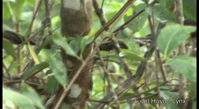 Southern White-fringed Antwren - ML201199651