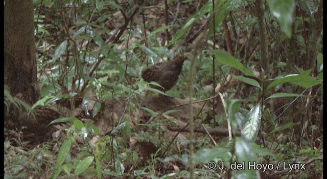 Spot-winged Wood-Quail - ML201199691