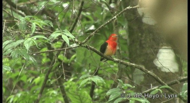 Band-tailed Manakin - ML201199701