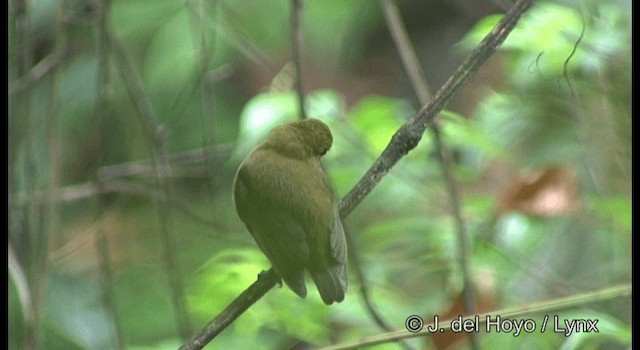 Band-tailed Manakin - ML201199711