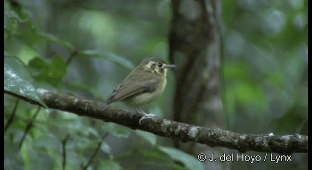 hvitstrupespadenebb (mystaceus gr.) - ML201199721