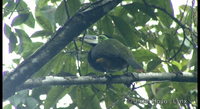 Toucanet de Gould - ML201199751