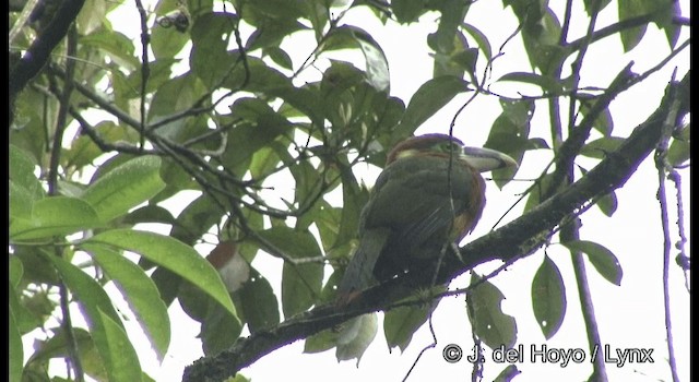 Gould's Toucanet - ML201199761