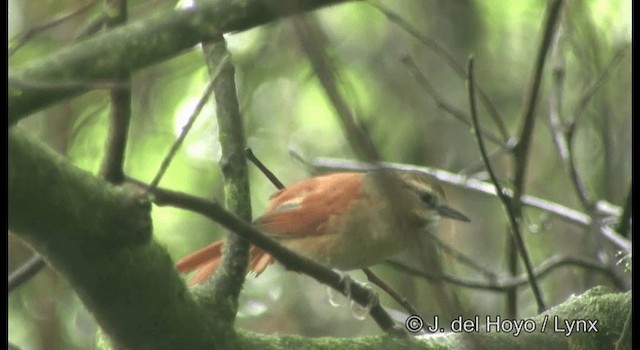Ochre-cheeked Spinetail - ML201199771