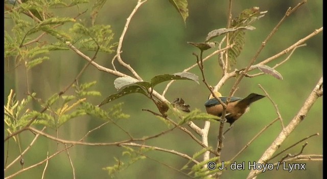 Burnished-buff Tanager (Stripe-bellied) - ML201199781