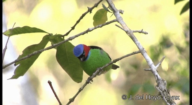 Calliste à tête bleue - ML201199791