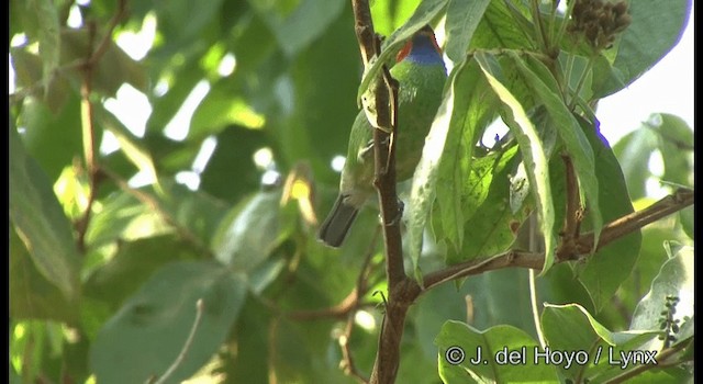 Red-necked Tanager - ML201199801