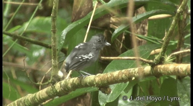 Variable Antshrike - ML201199851