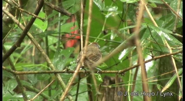 Variable Antshrike - ML201199861