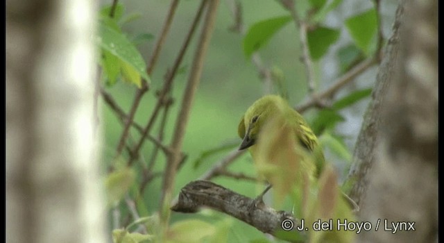 Ochre-lored Flatbill - ML201199881